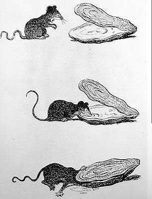 老鼠和牡蛎（雕刻，20世纪 作者 本杰明（之后）拉比尔