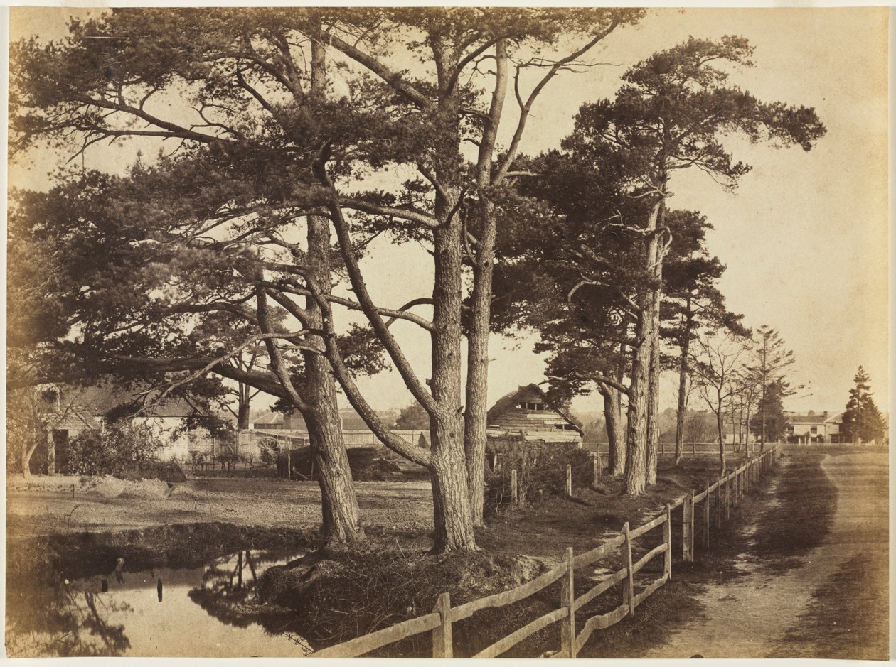 苏格兰霍克斯苏格兰威士忌（Scotch Firs），1853年。 作者 本杰明·布雷克内尔·特纳