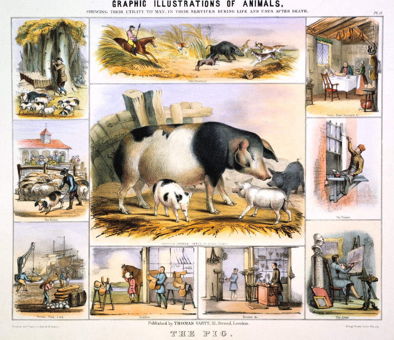 猪，c1850 作者 本杰明·沃特豪斯·霍金斯