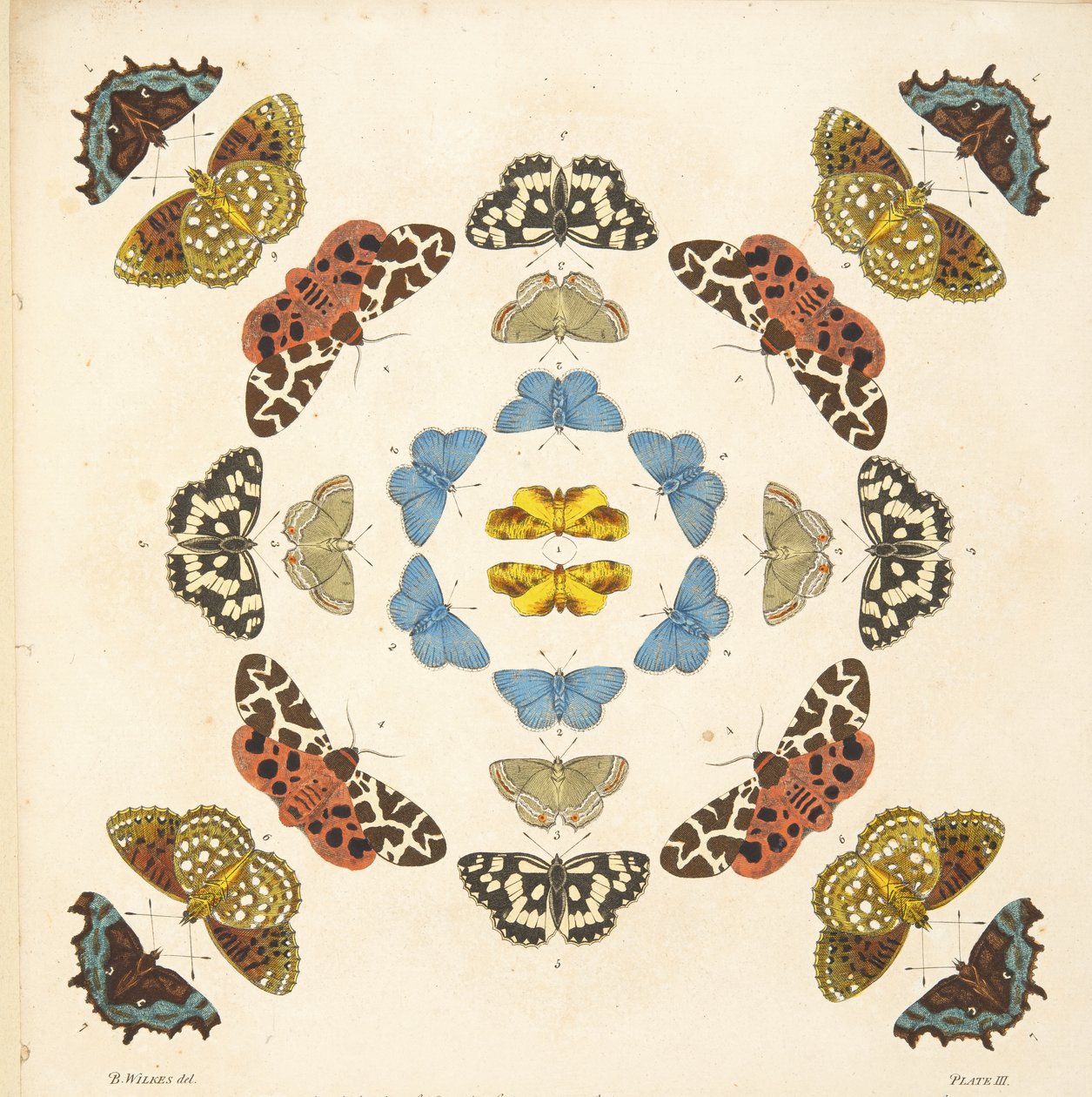 来自板III的细节，来自蝴蝶和飞蛾的罕见描述，酒吧。 1764年（手工彩色雕刻） 作者 本杰明·威尔克斯