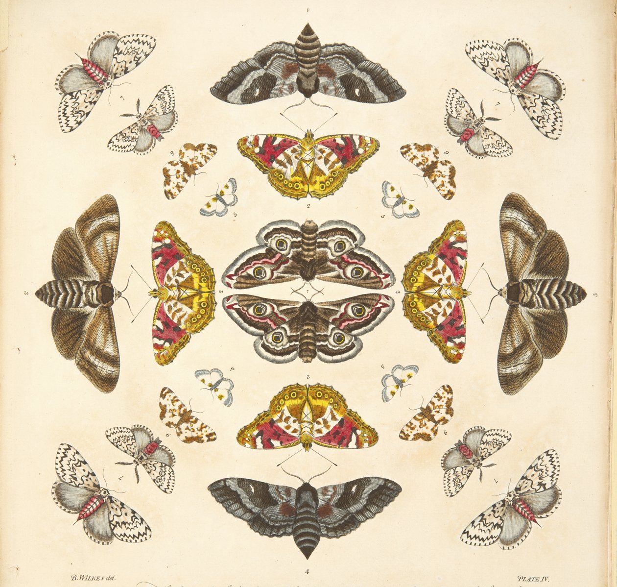 来自板四的细节，来自蝴蝶和飞蛾的罕见描述，酒吧。 1764年（手工彩色雕刻） 作者 本杰明·威尔克斯