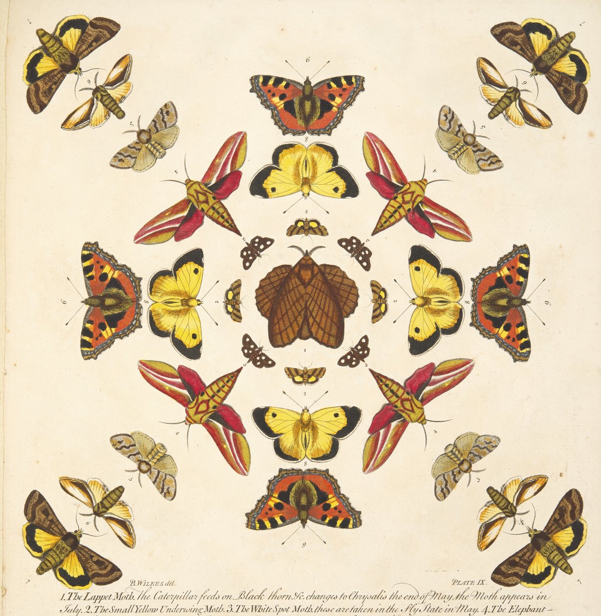 图 IX 中的细节，来自酒吧的 A Rare Depiction of Butterflies and Moths。 1764（手工彩色雕刻） 作者 本杰明·威尔克斯