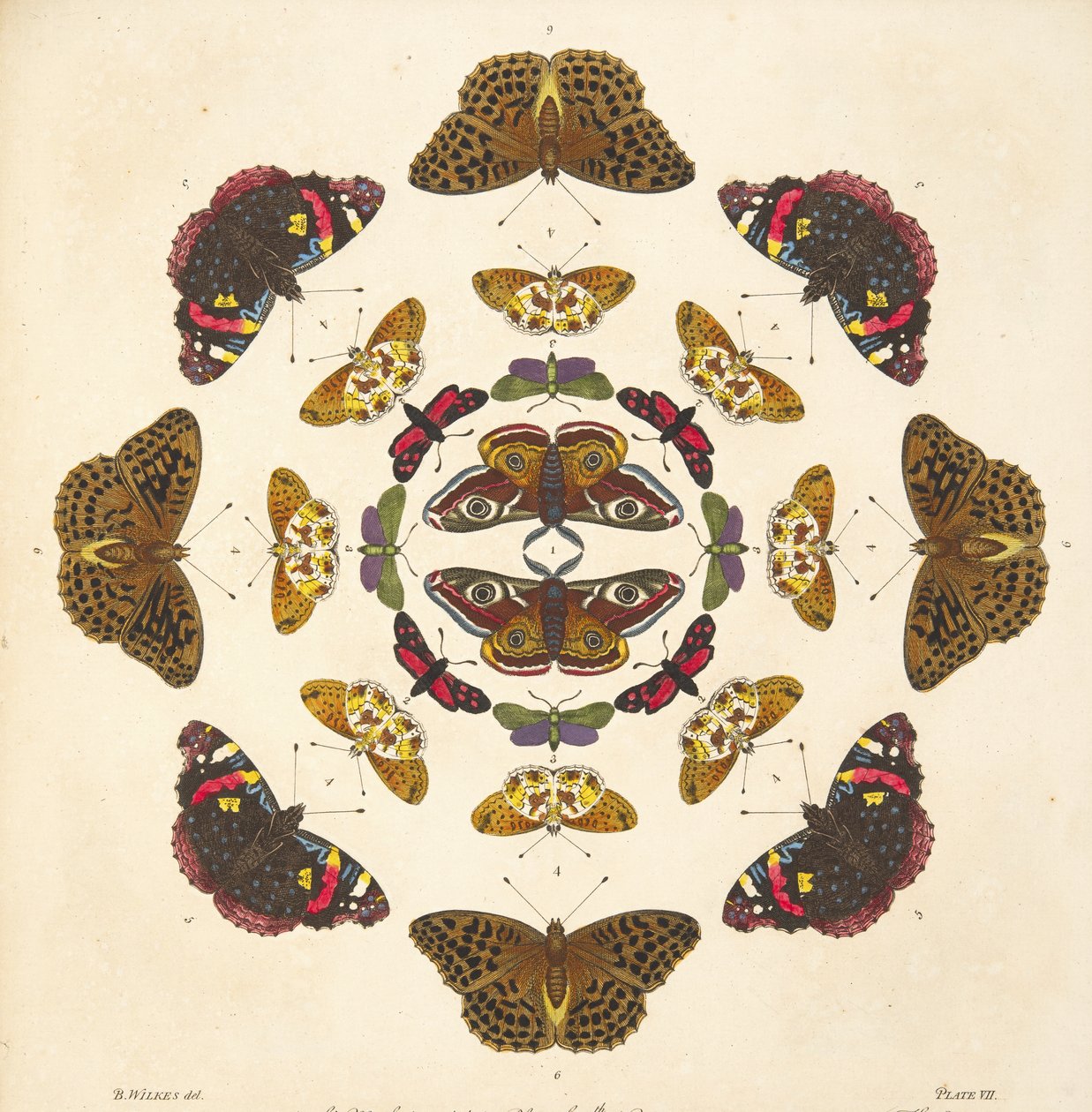 来自板七的细节，来自蝴蝶和飞蛾的罕见描述，酒吧。 1764年（手工彩色雕刻） 作者 本杰明·威尔克斯