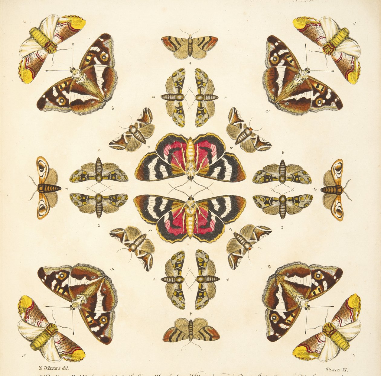 来自板VI的细节，来自蝴蝶和飞蛾的罕见描述，酒吧。 1764年（手工彩色雕刻） 作者 本杰明·威尔克斯