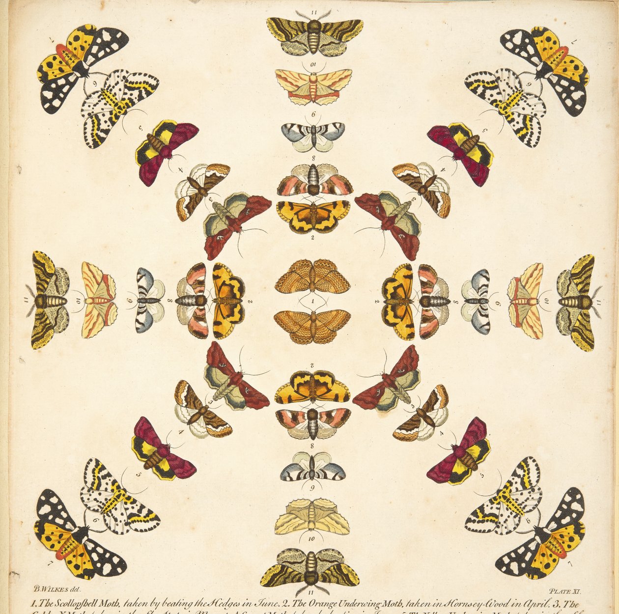 图 XI 中的细节，来自酒吧的罕见的蝴蝶和飞蛾描述。 1764（手工彩色雕刻） 作者 本杰明·威尔克斯