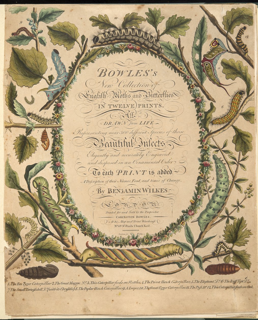 正面，来自蝴蝶和飞蛾的罕见描述，酒吧。 1764年（手工彩色雕刻） 作者 本杰明·威尔克斯
