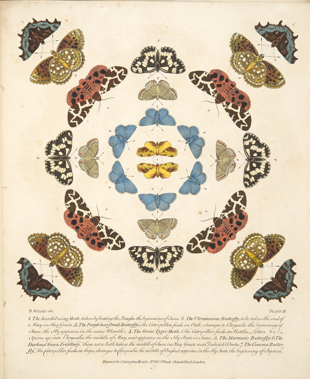 第三板，来自蝴蝶和飞蛾的罕见描述，酒吧。 1764年（手工彩色雕刻） 作者 本杰明·威尔克斯
