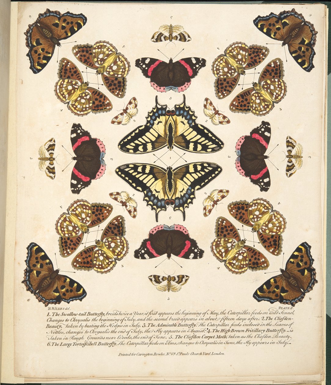 第二板，来自蝴蝶和飞蛾的罕见描述，酒吧。 1764年（手工彩色雕刻） 作者 本杰明·威尔克斯