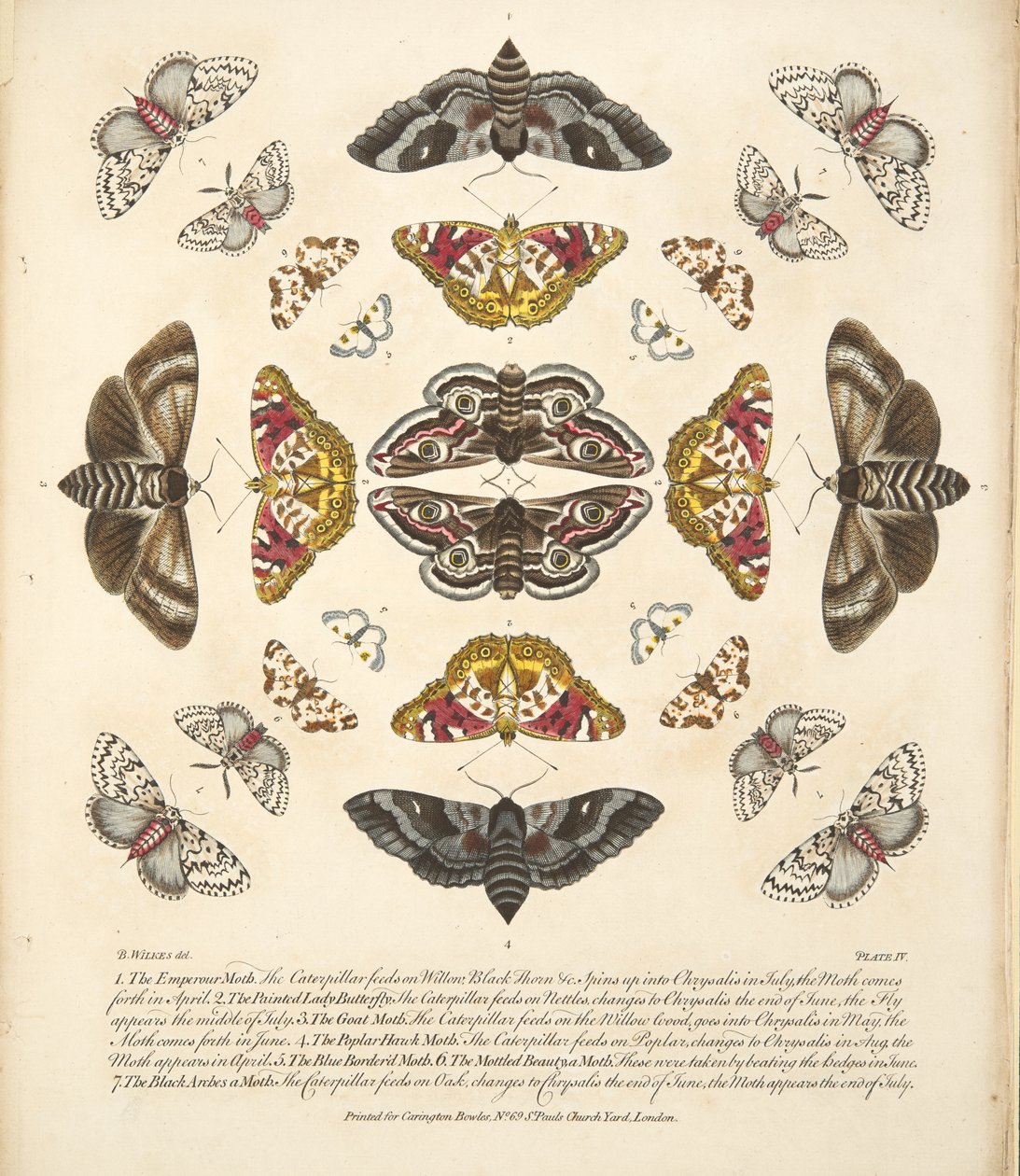 板块IV，来自蝴蝶和飞蛾的罕见描述，酒吧。 1764年（手工彩色雕刻） 作者 本杰明·威尔克斯