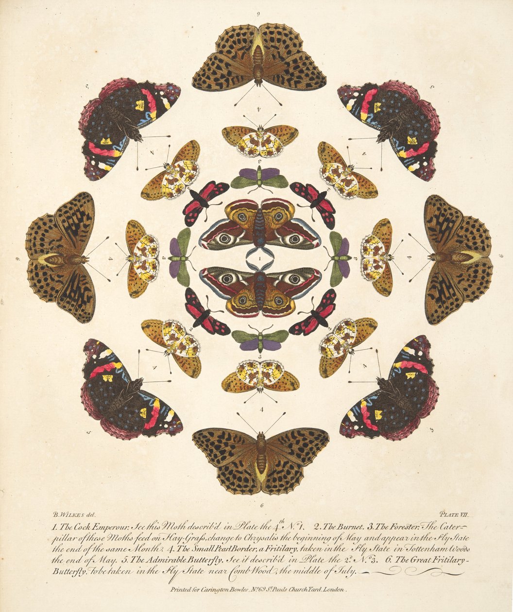 第七板，来自蝴蝶和飞蛾的罕见描述，酒吧。 1764年（手工彩色雕刻） 作者 本杰明·威尔克斯