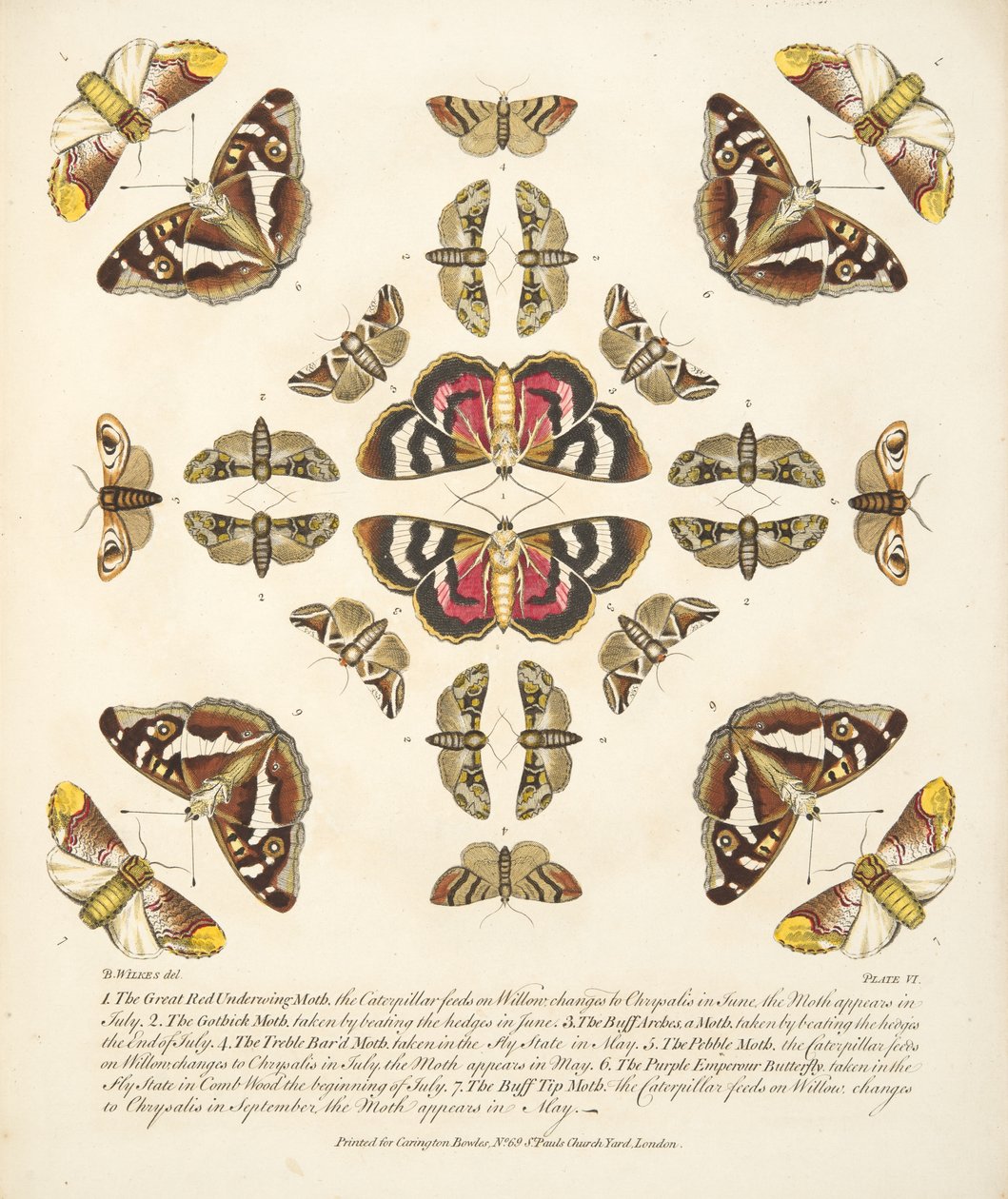 板块VI，来自蝴蝶和飞蛾的罕见描述，酒吧。 1764年（手工彩色雕刻） 作者 本杰明·威尔克斯