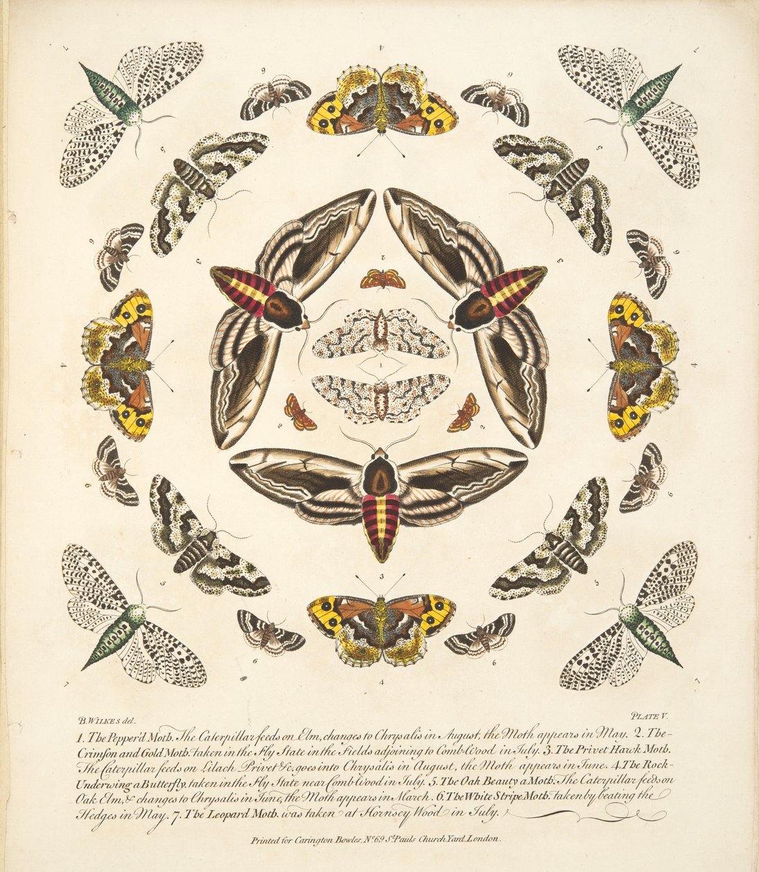 板块V，来自蝴蝶和飞蛾的罕见描述，酒吧。 1764年（手工彩色雕刻） 作者 本杰明·威尔克斯
