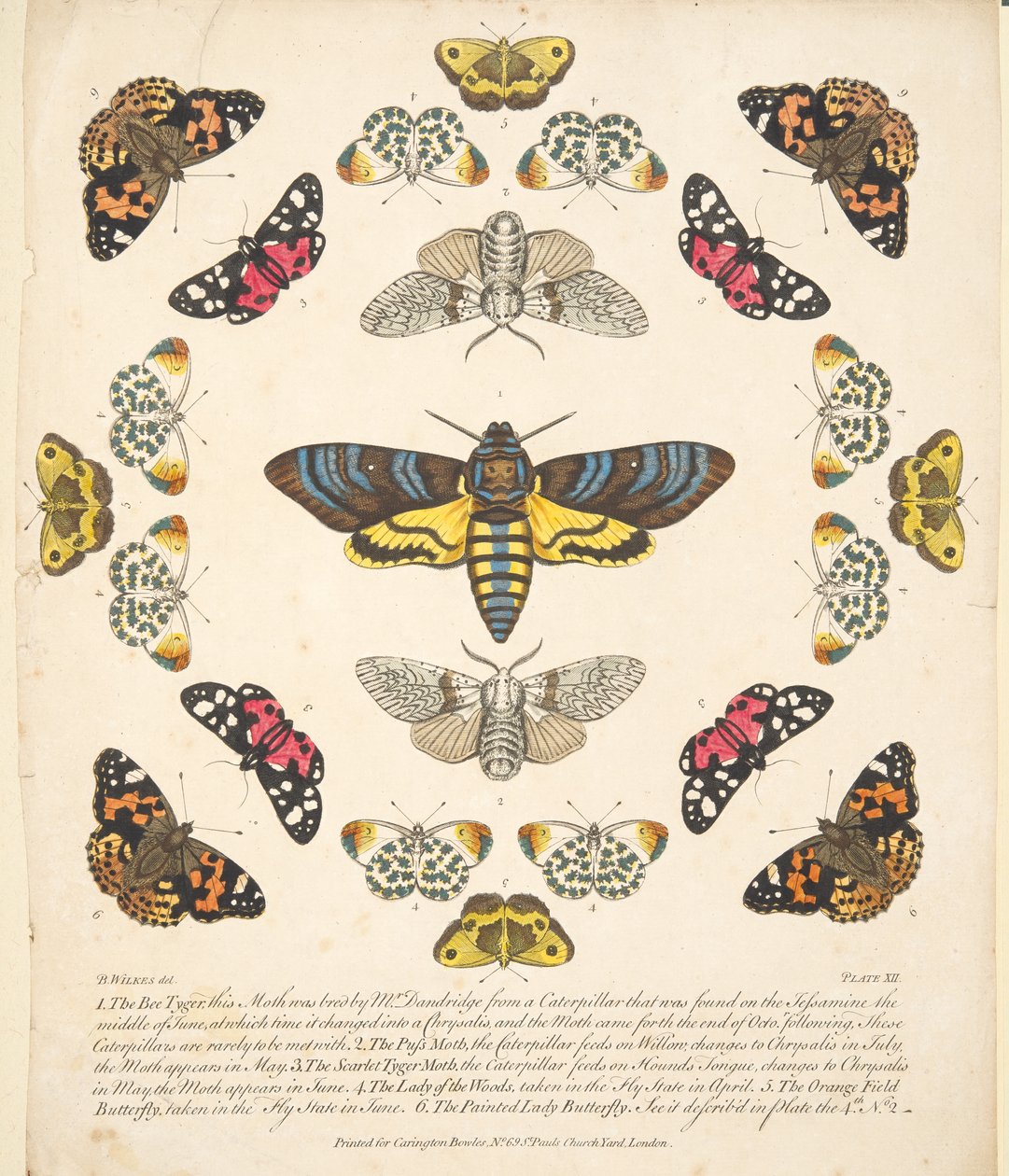 图版XII，来自《蝴蝶和飞蛾的罕见描述》，出版。1764年（手绘版画 作者 本杰明·威尔克斯