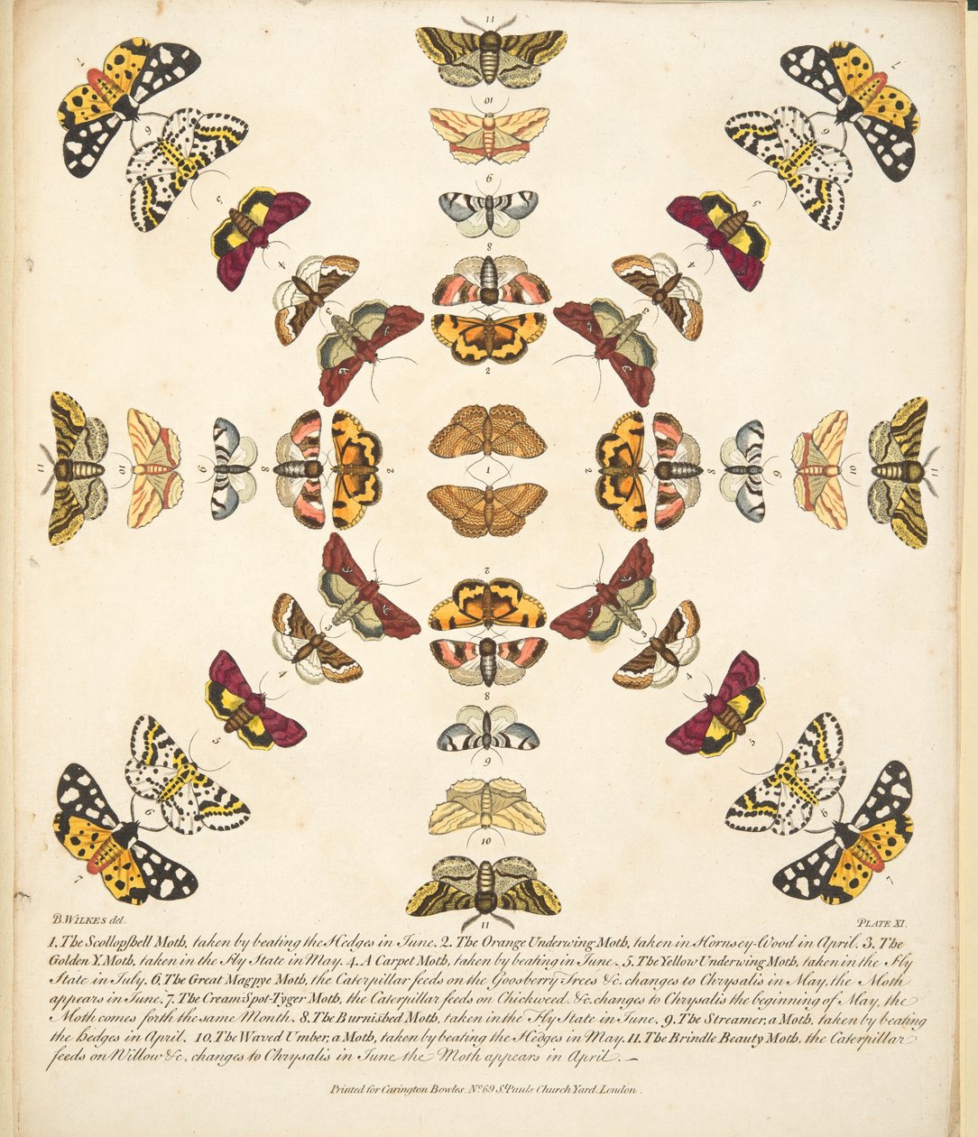 第十一板，来自蝴蝶和飞蛾的罕见描述，酒吧。 1764年（手工彩色雕刻） 作者 本杰明·威尔克斯