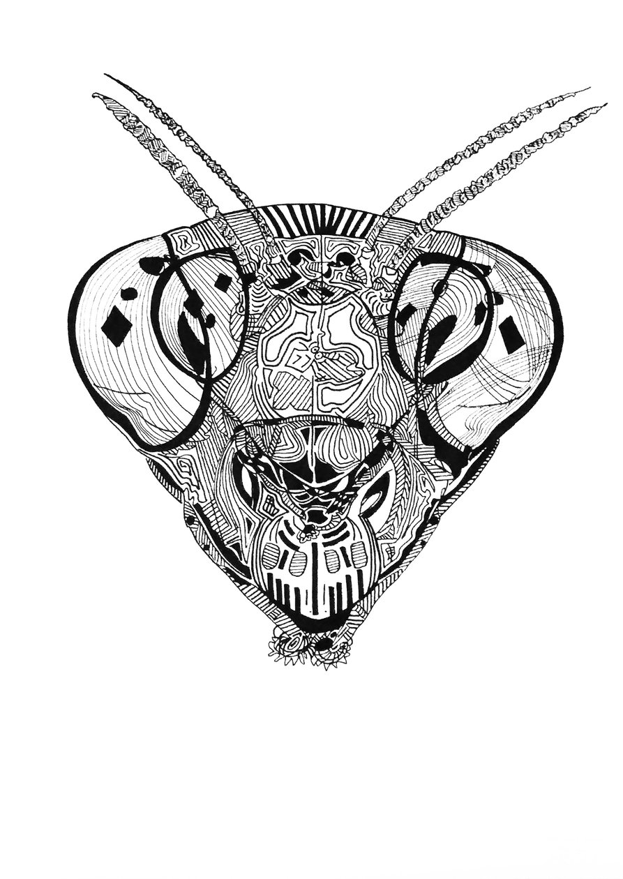 Double mante religieuse 2，2019（纸上墨水） 作者 伯努瓦·埃尔万·布歇罗