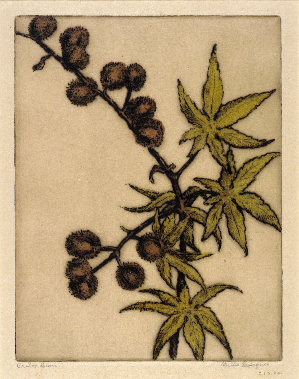 蓖麻豆 作者 伯莎·E·雅克