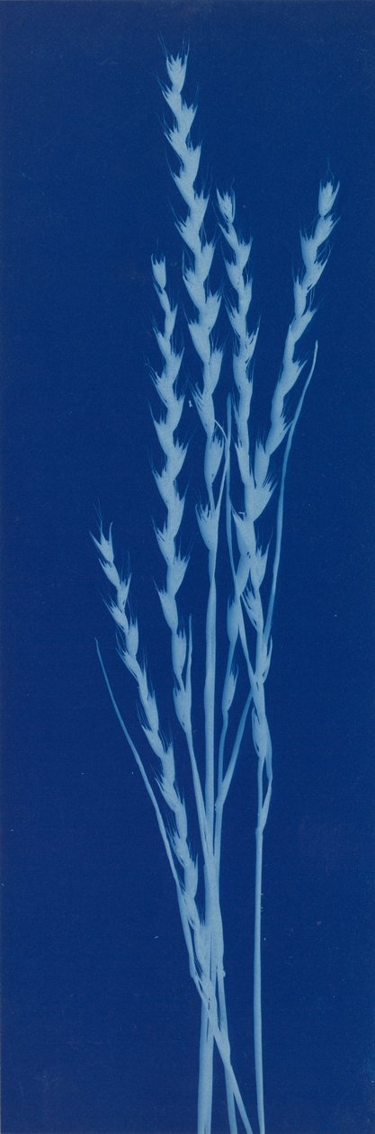 达内尔 作者 伯莎·伊芙琳·雅克
