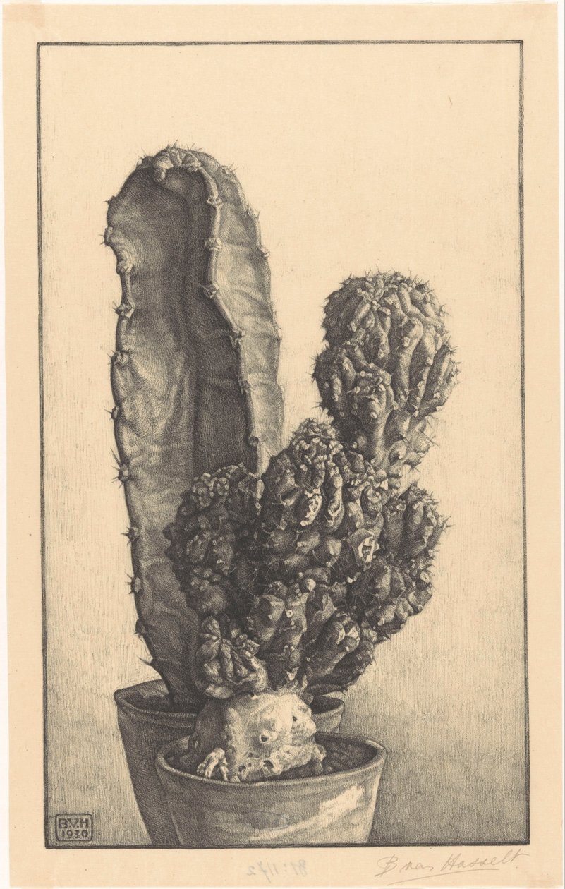 卡克图森（原标题） 作者 Bertha van Hasselt（艺术家签名）