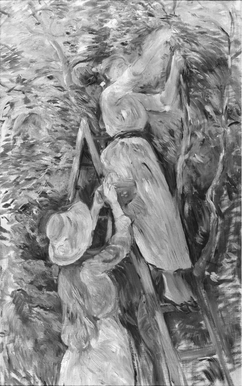 采摘樱桃，1891年（另见18907） 作者 贝特·莫里索（Berthe Morisot）