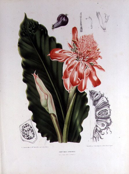 Elettaria Speciosa，插图来自G. Severeyns雕刻的《Fleurs, Fruits et Feuillage Choises de la Flore et da Pomone de l