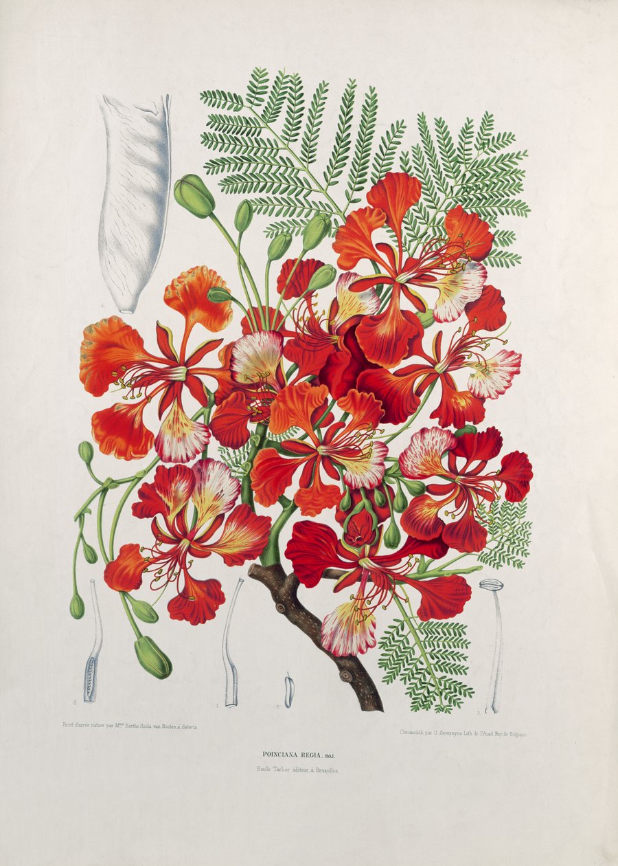 Poinciana Regia，插图来自鲜花，水果和植物的选择植物和爪哇岛的波莫纳，由G. Severeyns雕刻，1885年（彩色石版画） 作者 伯特·胡拉·范·诺滕