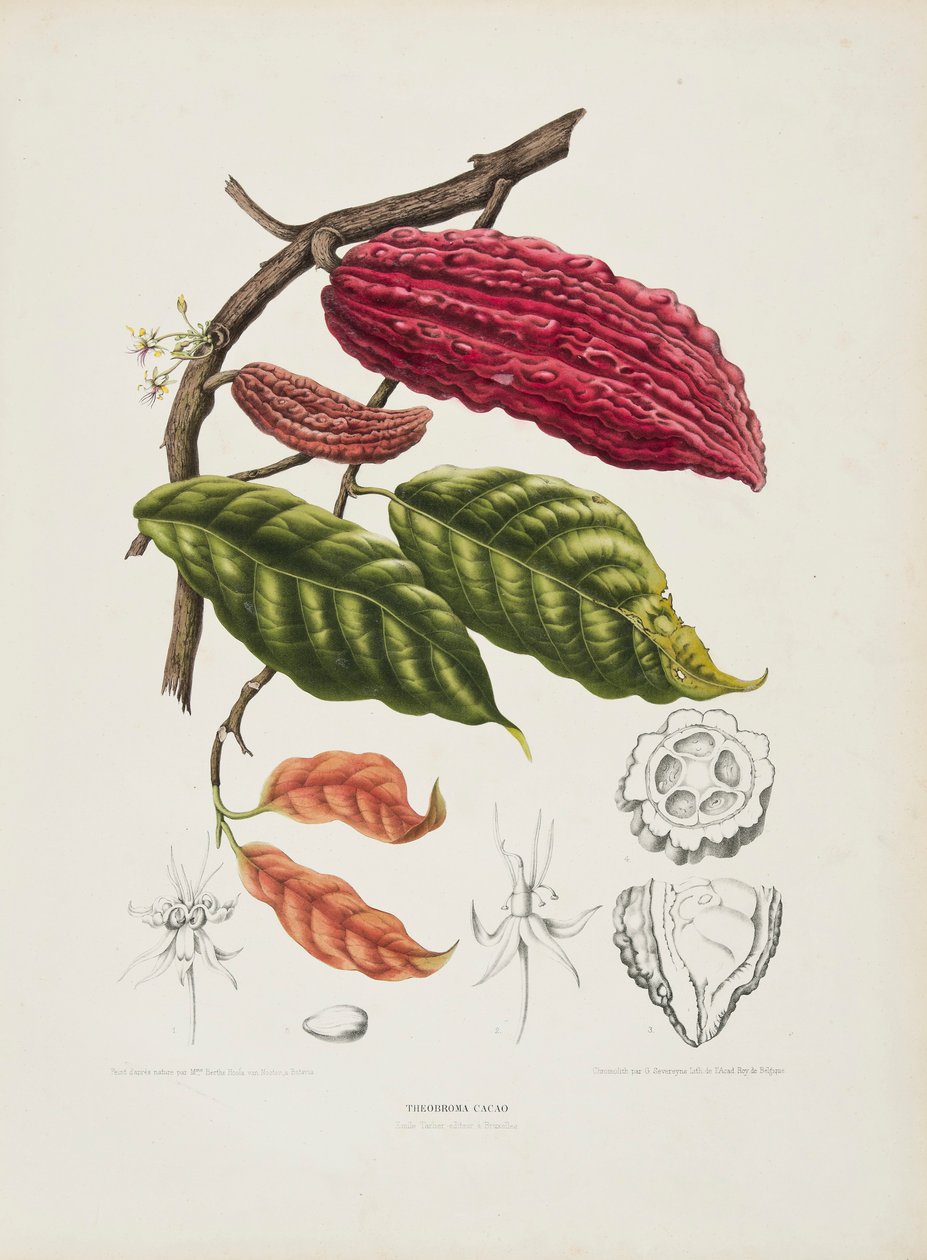 Theobroma, Cacao tree, c1840-1890. 作者 伯特·胡拉·范·诺滕