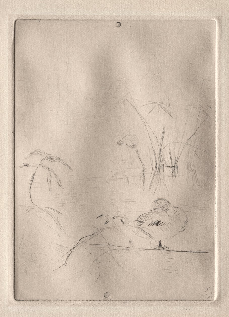 鸭子，1888-90年。 作者 贝特·莫里索（Berthe Morisot）