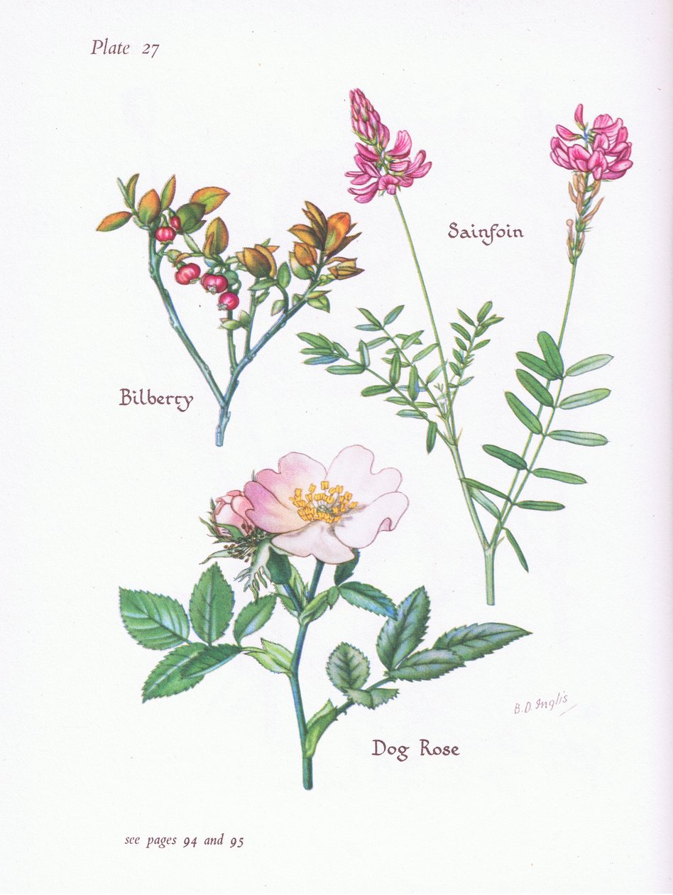 Bilberry或Blaeberry，Dog Rose，Sainfoin，1951 作者 贝西·D·英格利斯
