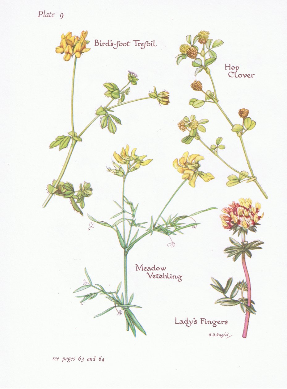 鸟脚三叶草，女士手指，跳三叶草，草甸Vetchling，1951年 作者 贝西·D·英格利斯