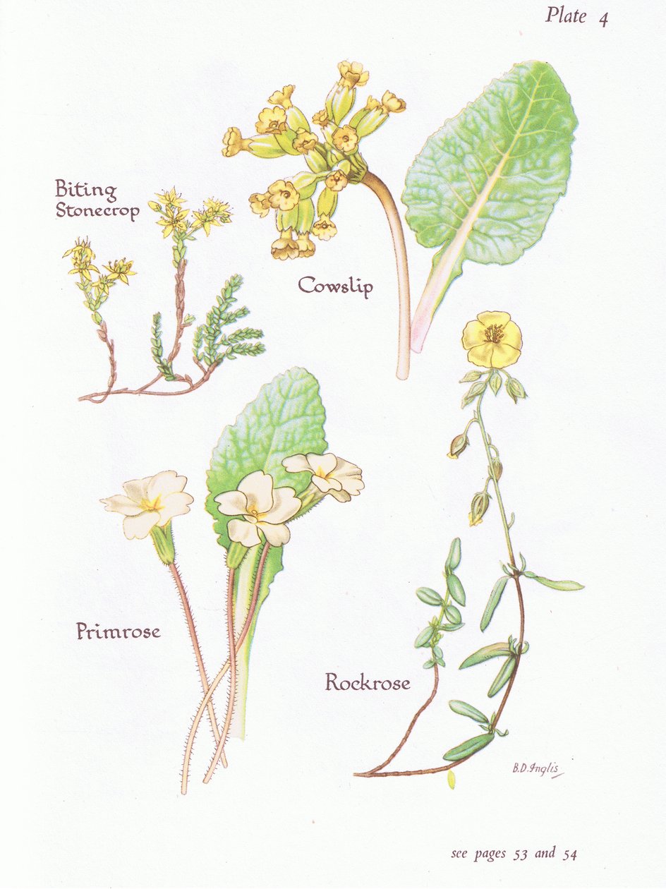 咬石板或墙胡椒，Cowslip，Rockrose，Primrose，1951 作者 贝西·D·英格利斯