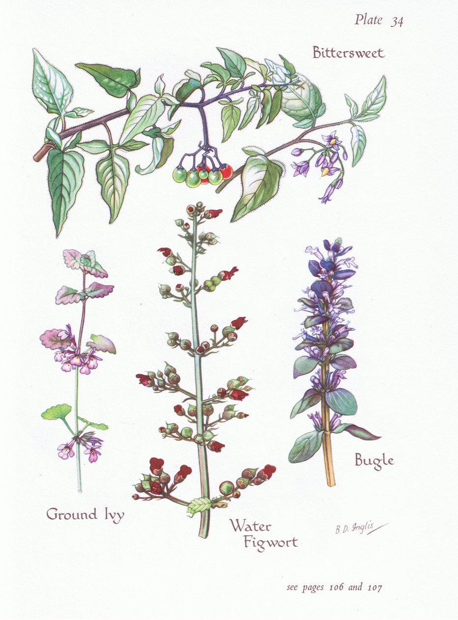 Bittersweet，Ground Ivy，Bugle，Water Figwort，1951 作者 贝西·D·英格利斯