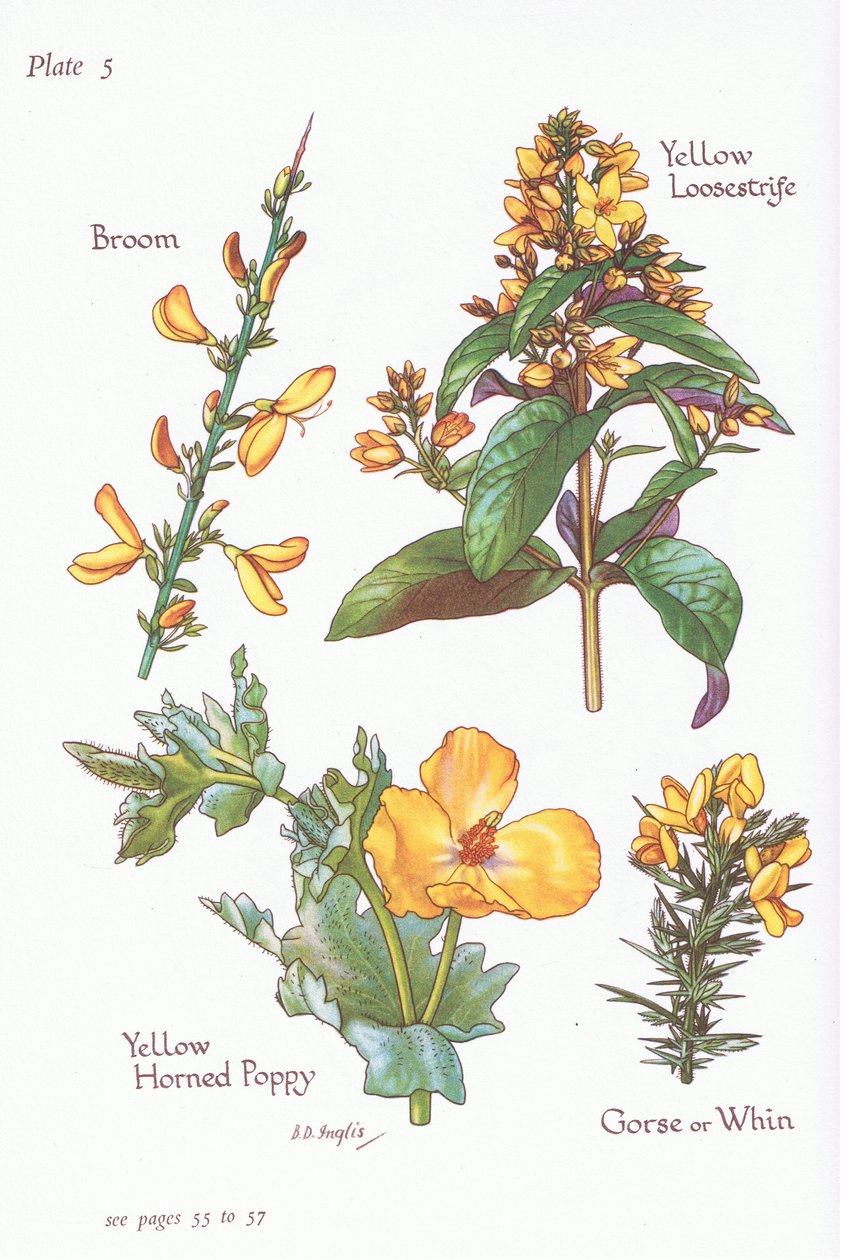 扫帚，金雀花，Whin或Furze，黄色珍珠菜，黄角罂粟，1951年 作者 贝西·D·英格利斯