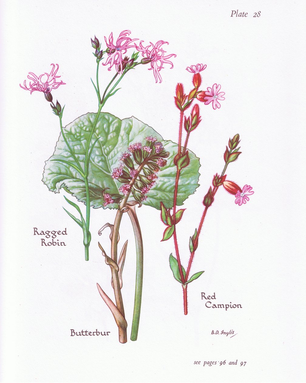 Butterbur，Ragged Robin，Red Campion，1951 作者 贝西·D·英格利斯