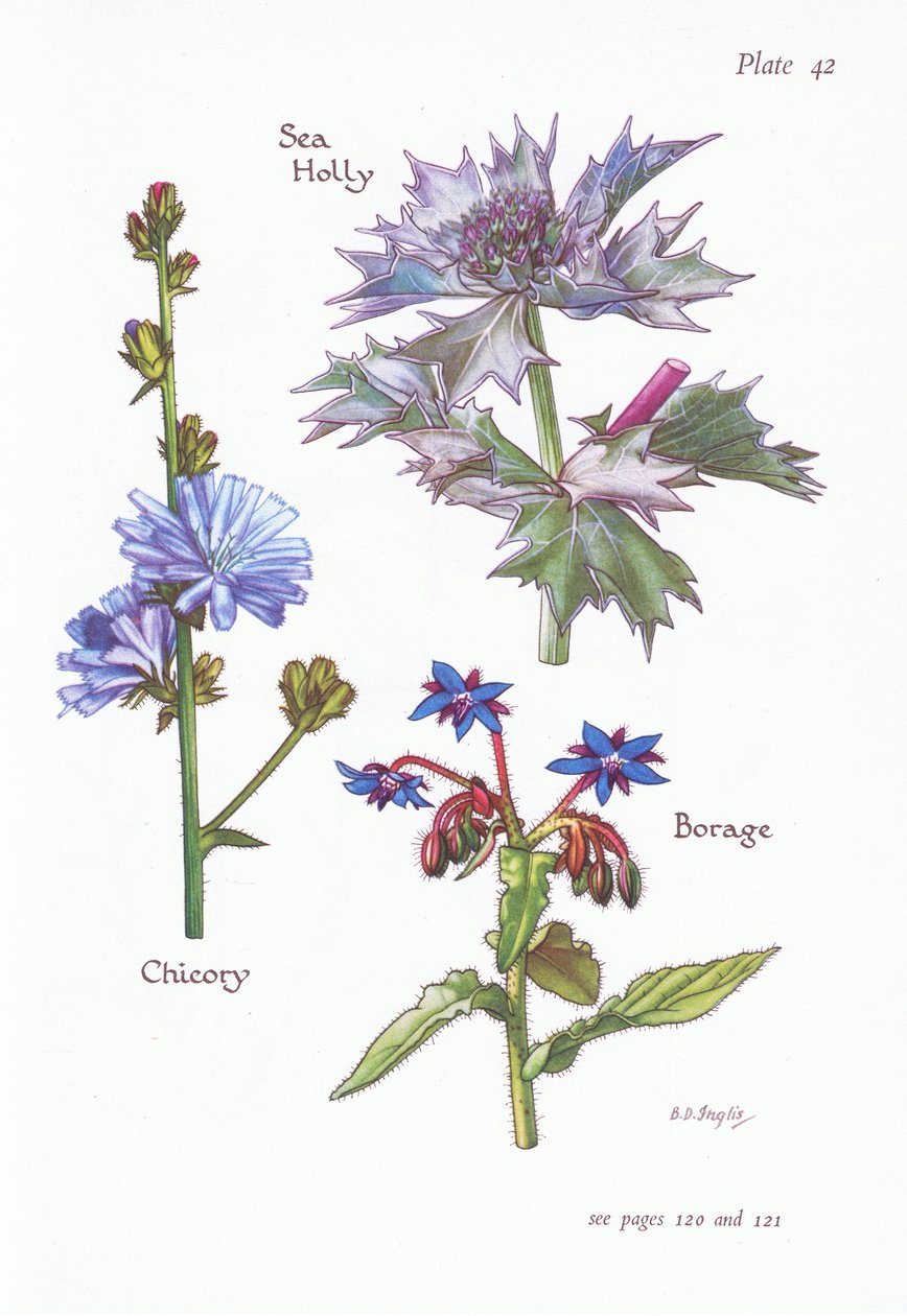 菊苣或Succory，海冬青，琉璃苣，1951年 作者 贝西·D·英格利斯