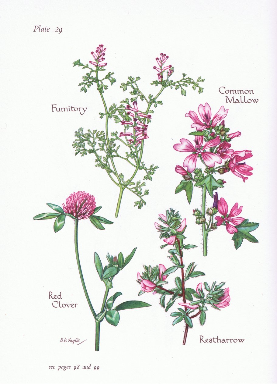 普通锦葵，Restharrow，Fumitory，红三叶草，1951年 作者 贝西·D·英格利斯
