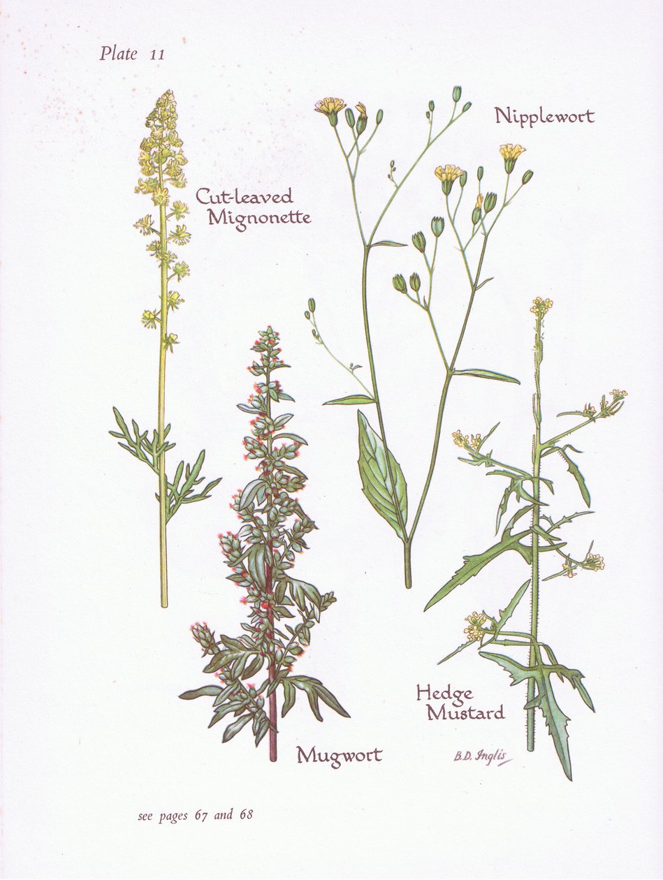 Cut-Leaved Mignonette，Mugwort，Nipplewort，Hedge Mustard，1951 作者 贝西·D·英格利斯