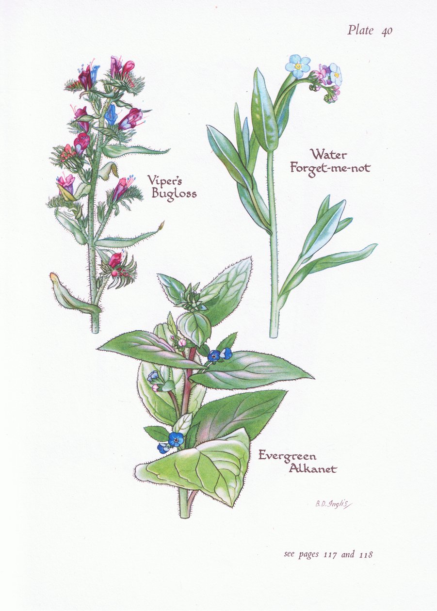 Evergreen Alkanet，Vipers Bugloss，Water Forget-Me-Not，1951 作者 贝西·D·英格利斯