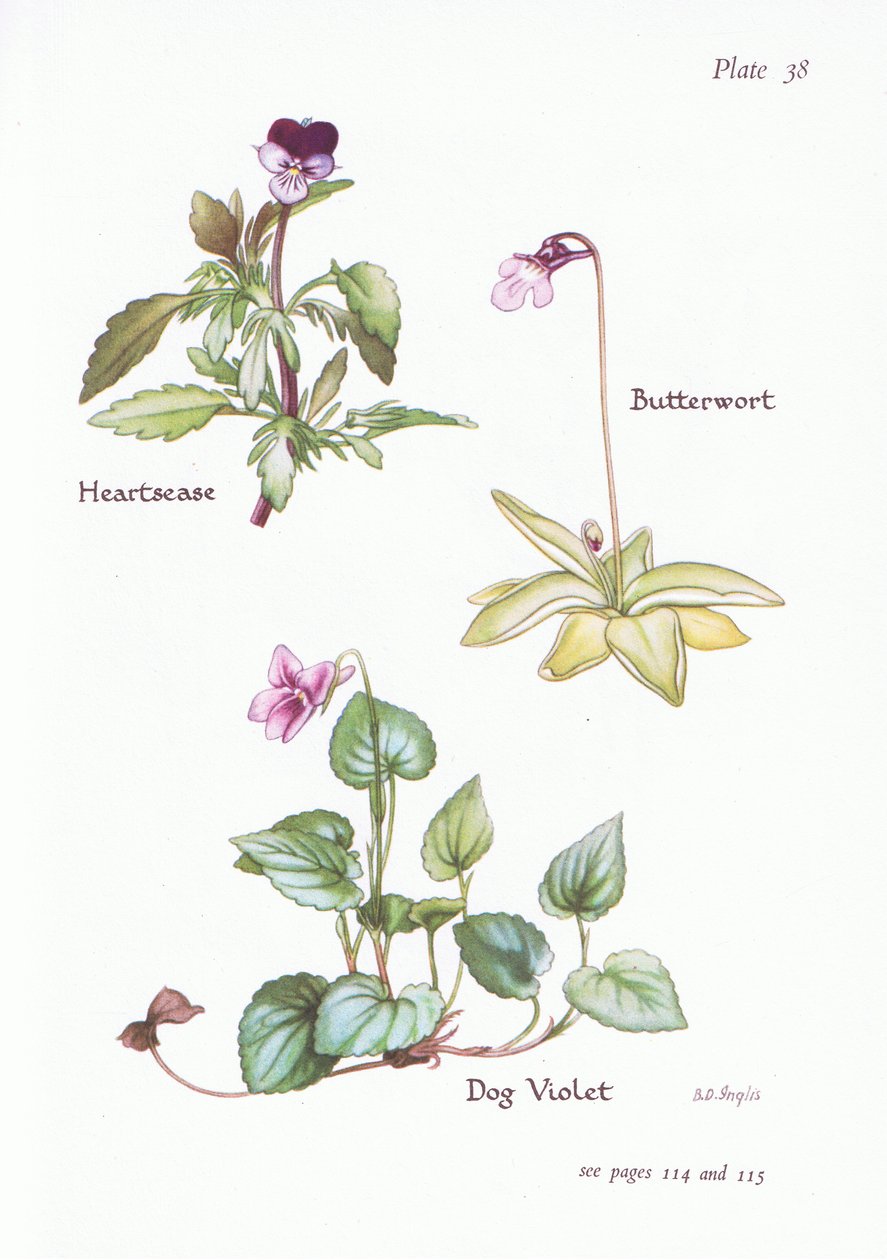 Heartsease，Dog Violet，Butterwort，1951 作者 贝西·D·英格利斯
