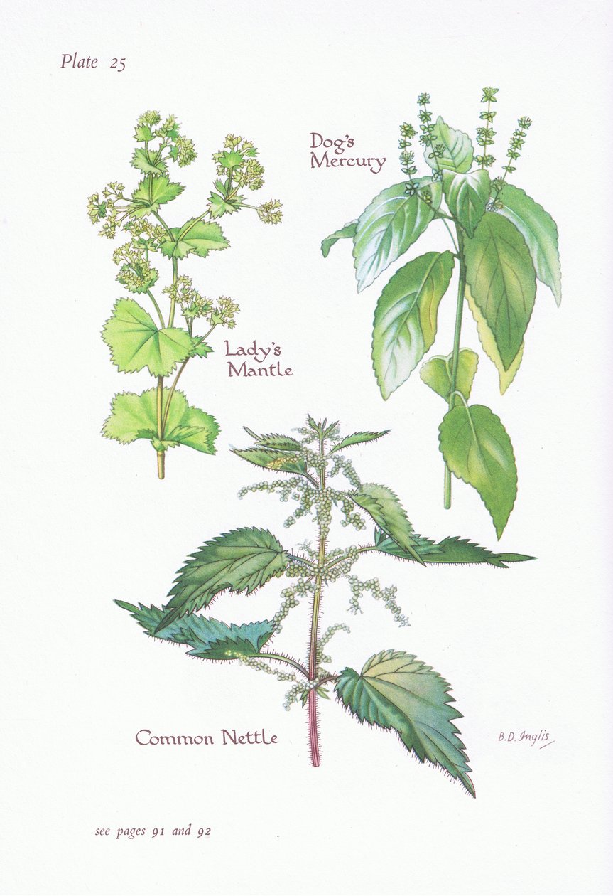 Ladys Mantle，Dogs Mercury，Common Nettle，1951 作者 贝西·D·英格利斯