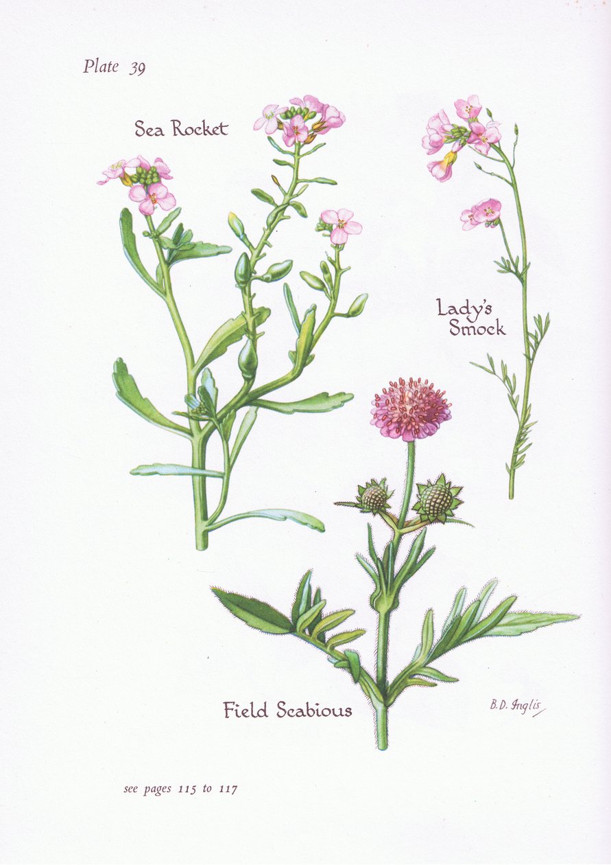 Ladys Smock或Cuckoo Flower，Field Scabious，Sea Rocket，1951 作者 贝西·D·英格利斯