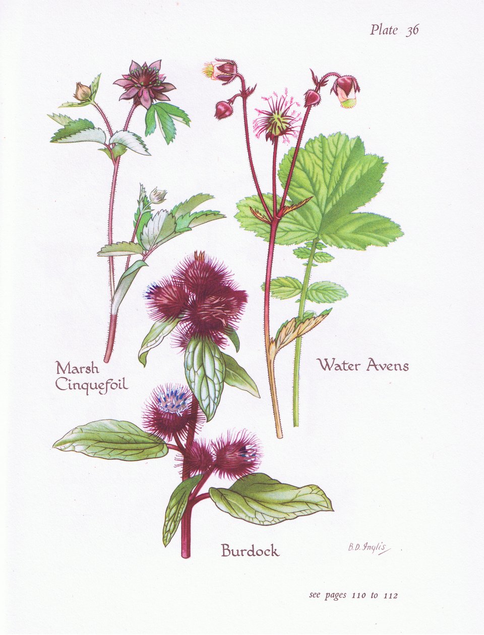 Marsh Cinquefoil，Burdock，Water Avens，1951 作者 贝西·D·英格利斯