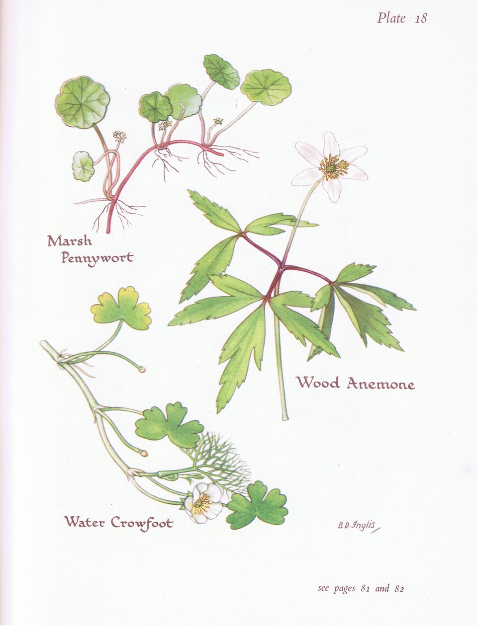 Marsh Pennywort，Wood Anemone，Water Crowfoot，1951 作者 贝西·D·英格利斯