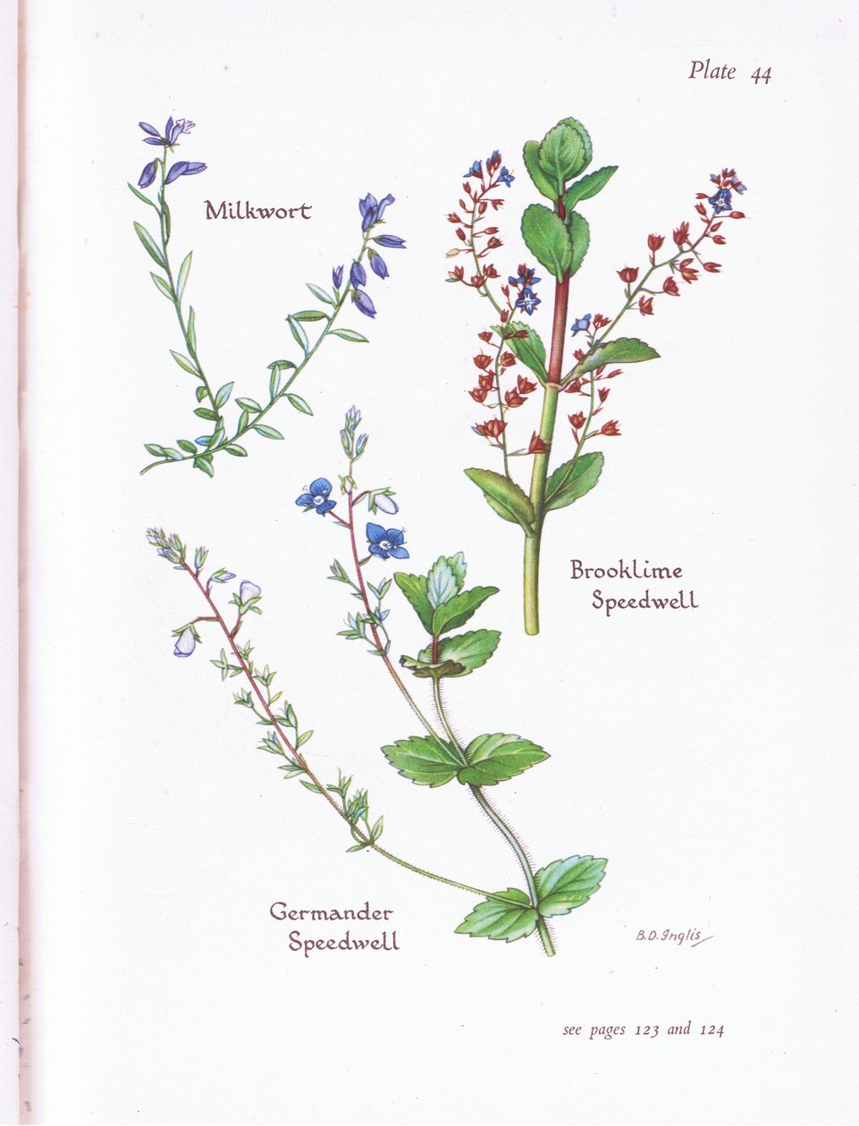 Milkwort, Brooklime, Speedwell, Germander Speedwell 作者 贝西·D·英格利斯