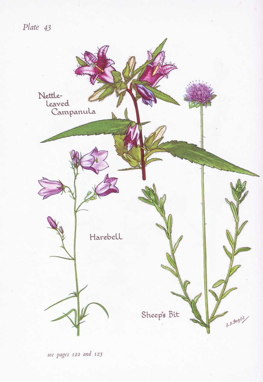 荨麻叶风铃，Harebell，绵羊比特，1951年 作者 贝西·D·英格利斯