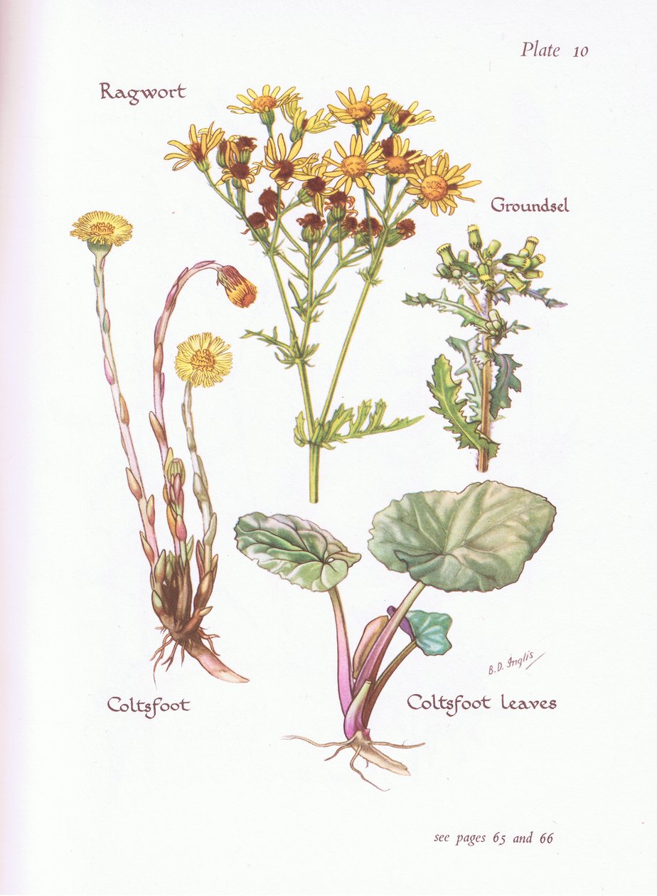Ragwort，Groundsel，Coltsfoot，1951 作者 贝西·D·英格利斯