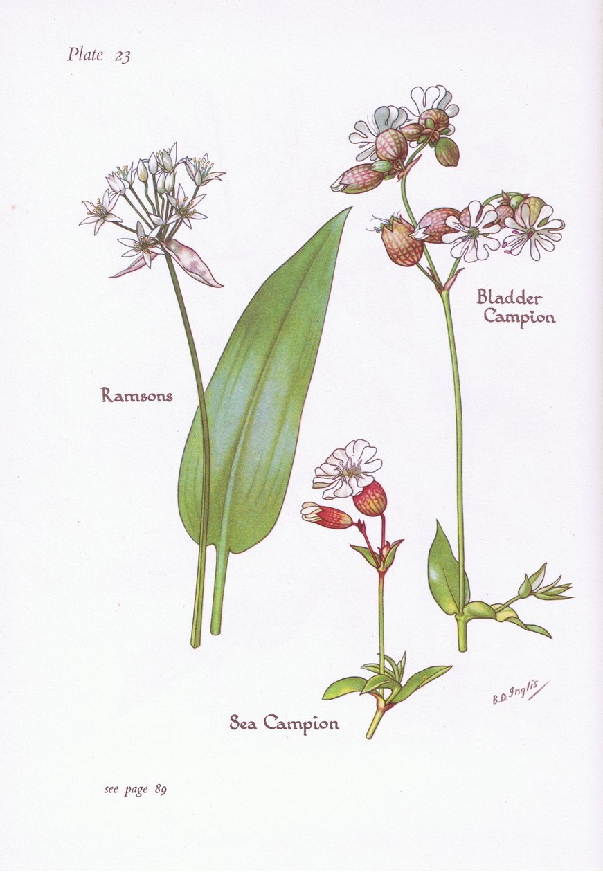 Ramsons，Bladder Campion，Sea Campion，1951 作者 贝西·D·英格利斯
