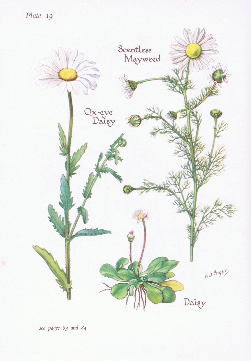 无香味的Mayweed，Daisy，Ox-Eye Daisy，1951 作者 贝西·D·英格利斯
