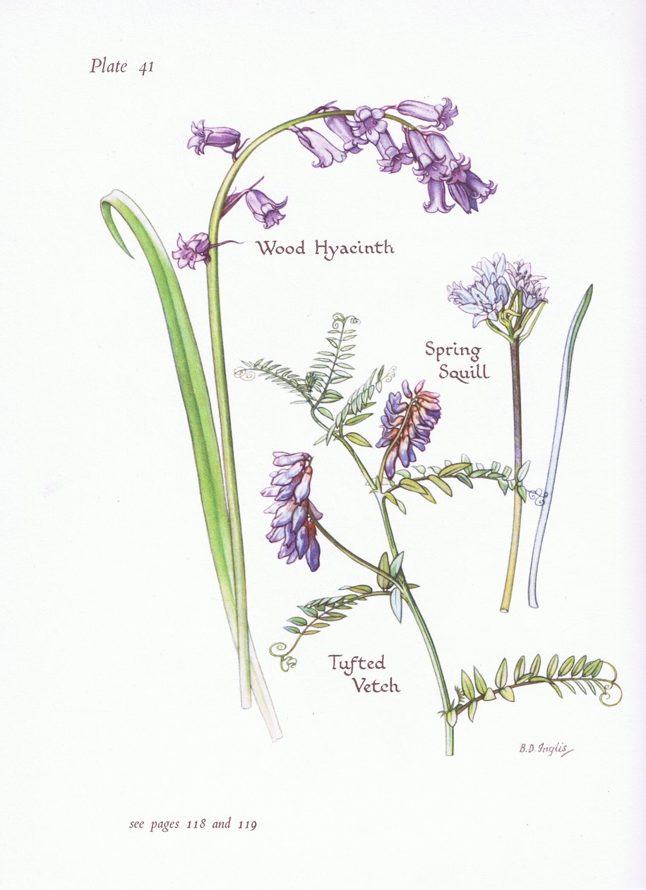 Spring Squill，Wood Hyacinth，Tufted Vetch，1951 作者 贝西·D·英格利斯
