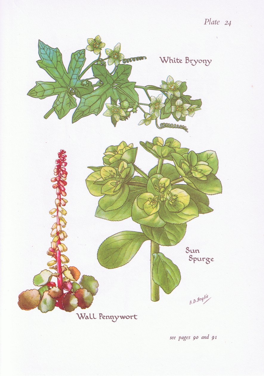 White Bryony，Sun Spurge，Wall Pennywort，1951 作者 贝西·D·英格利斯