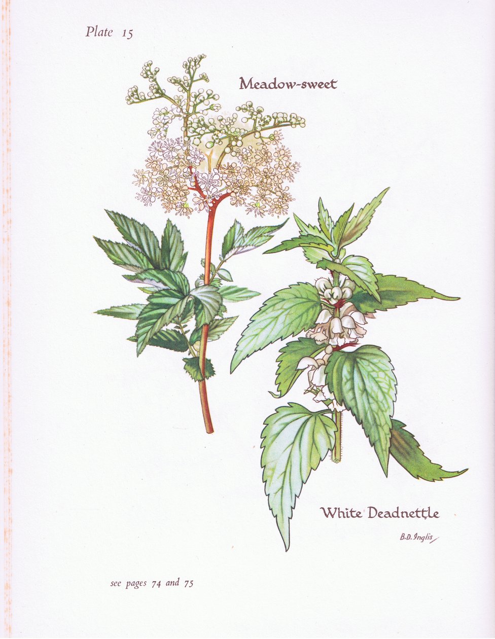 白色Deadnettle，草甸甜，1951年 作者 贝西·D·英格利斯